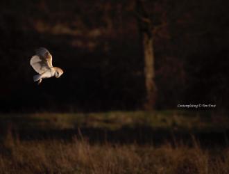 This is the last Barn owl picture of this particular shoot, but it is also my favourite. The Goddess Athena chose it for its Wisdom. 