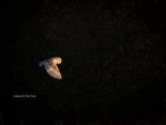 Recently, I took a series of Barn Owl shots.  I’ve called this shot Isolation because I was able to isolate the Owl from its background.  The shots are low resolution, so you won’t get the full quality.  But it’s a wonderful way to self isolate.  Enjoy